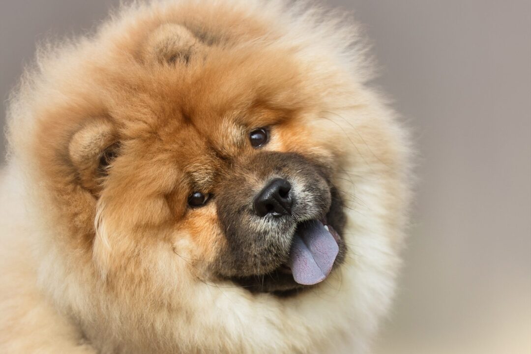 13 Fluffy Dog Breeds We Love: From the Pekingese to the Portuguese Water Dog  | Daily Paws