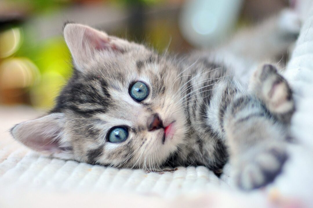 How to Take Care of a Kitten | Daily Paws