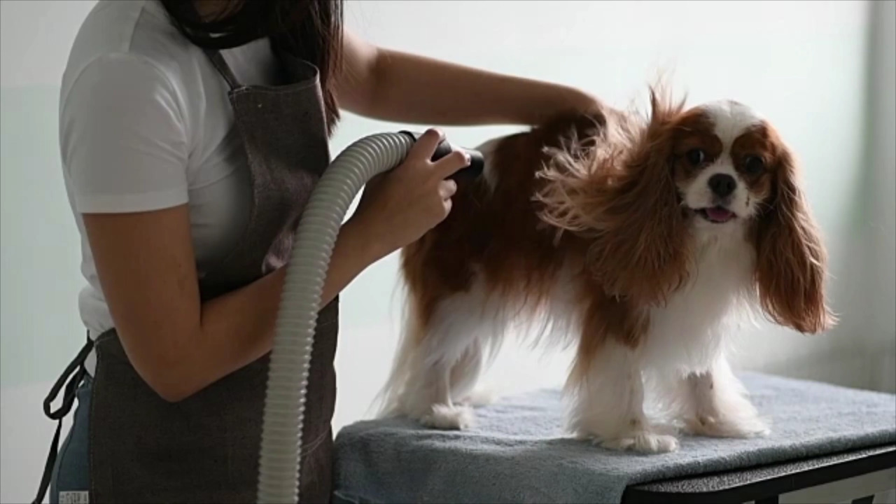 Dog Grooming Costs and How Much to Tip Your Dog Groomer | Daily Paws
