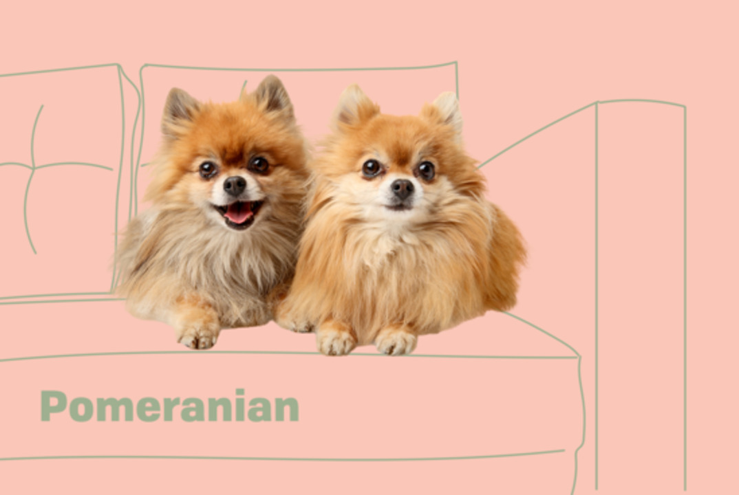 Pomeranian Dog Breed Information & Characteristics | Daily Paws