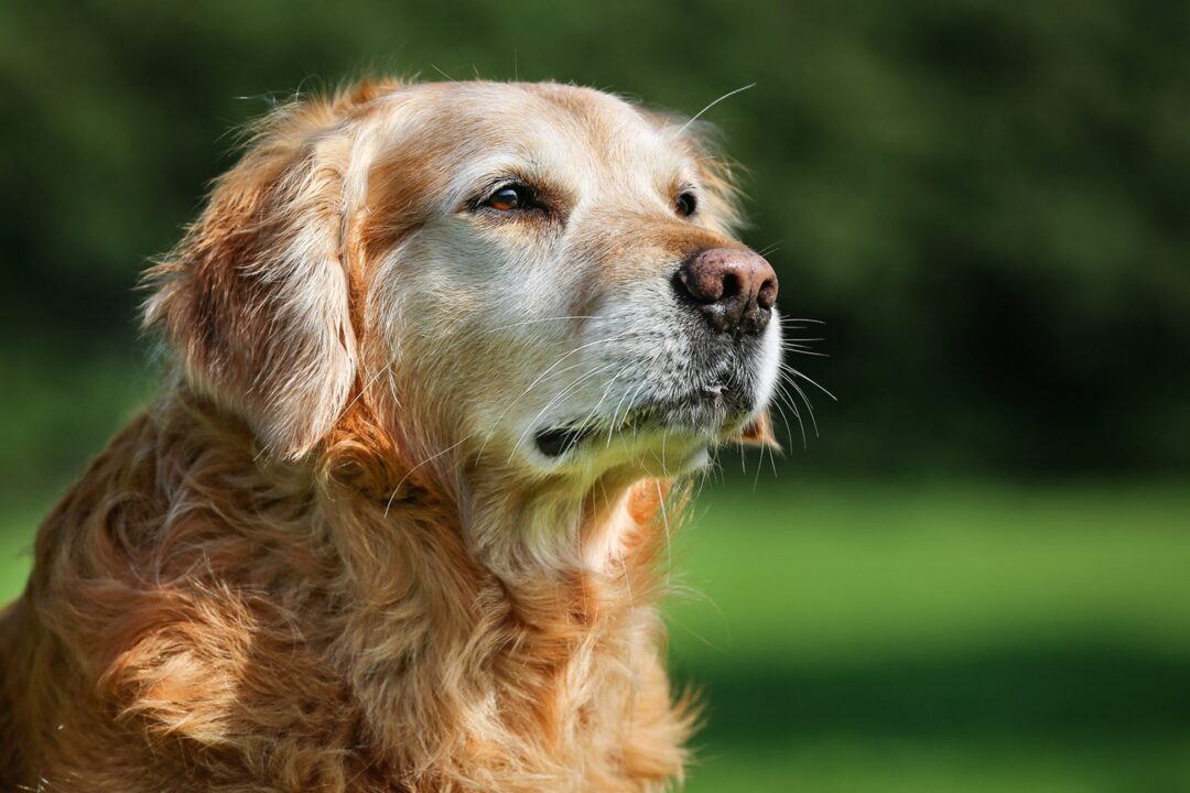 Do Dogs Know When They Are Dying? | Daily Paws