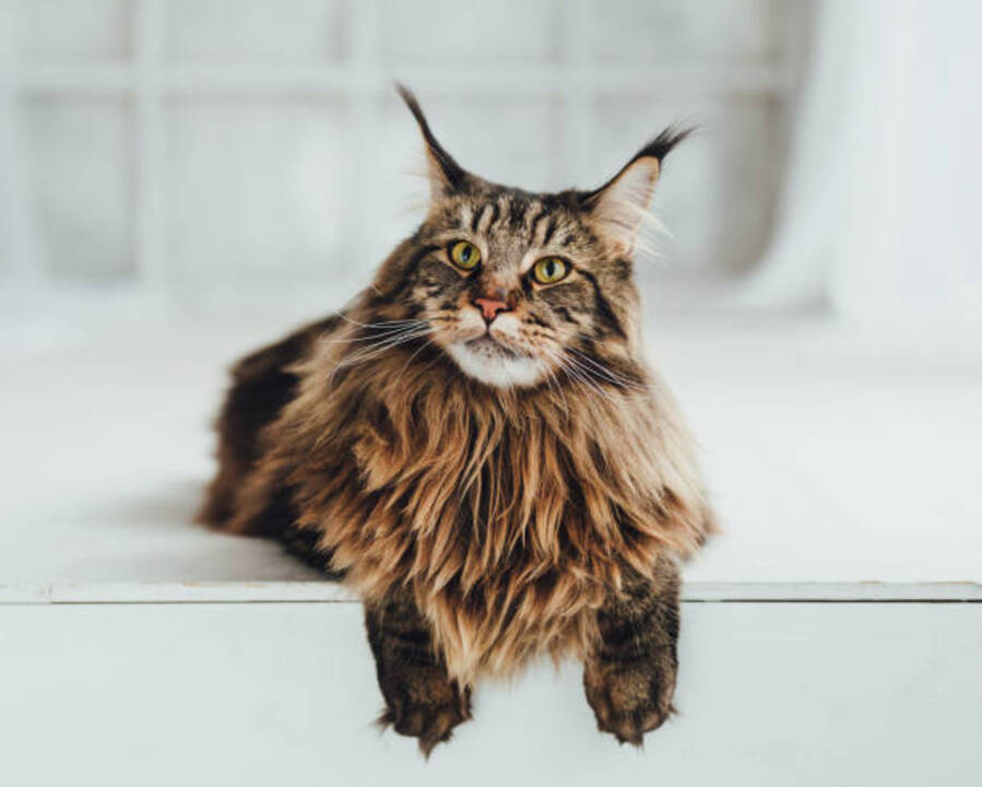 Maine Coon Cat Breed Information & Characteristics | Daily Paws