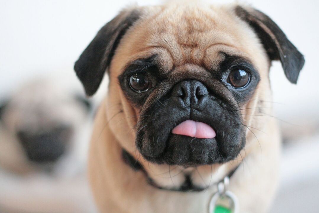 Pug Dog Breed Information & Characteristics | Daily Paws