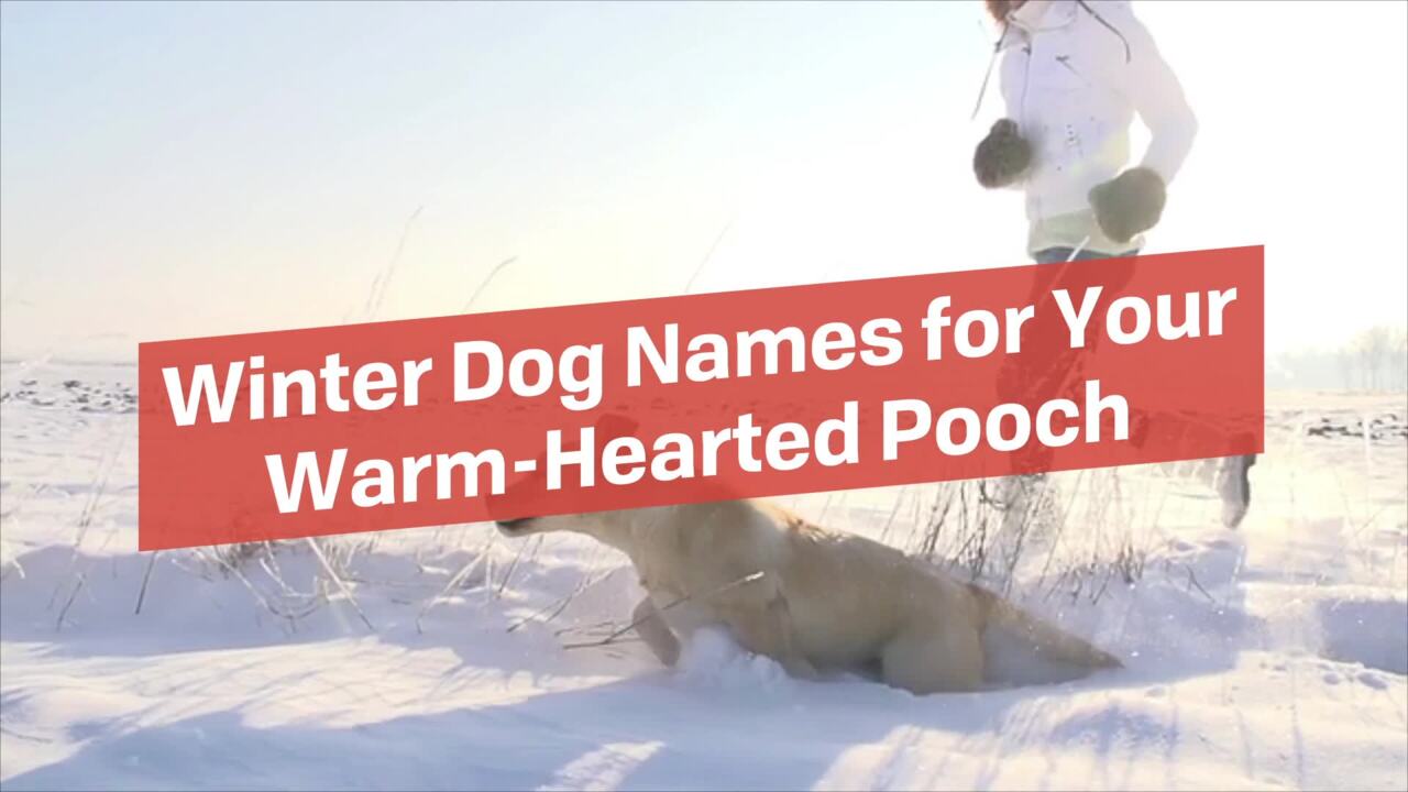 134 Winter Dog Names for Your Warm-Hearted Pooch | Daily Paws