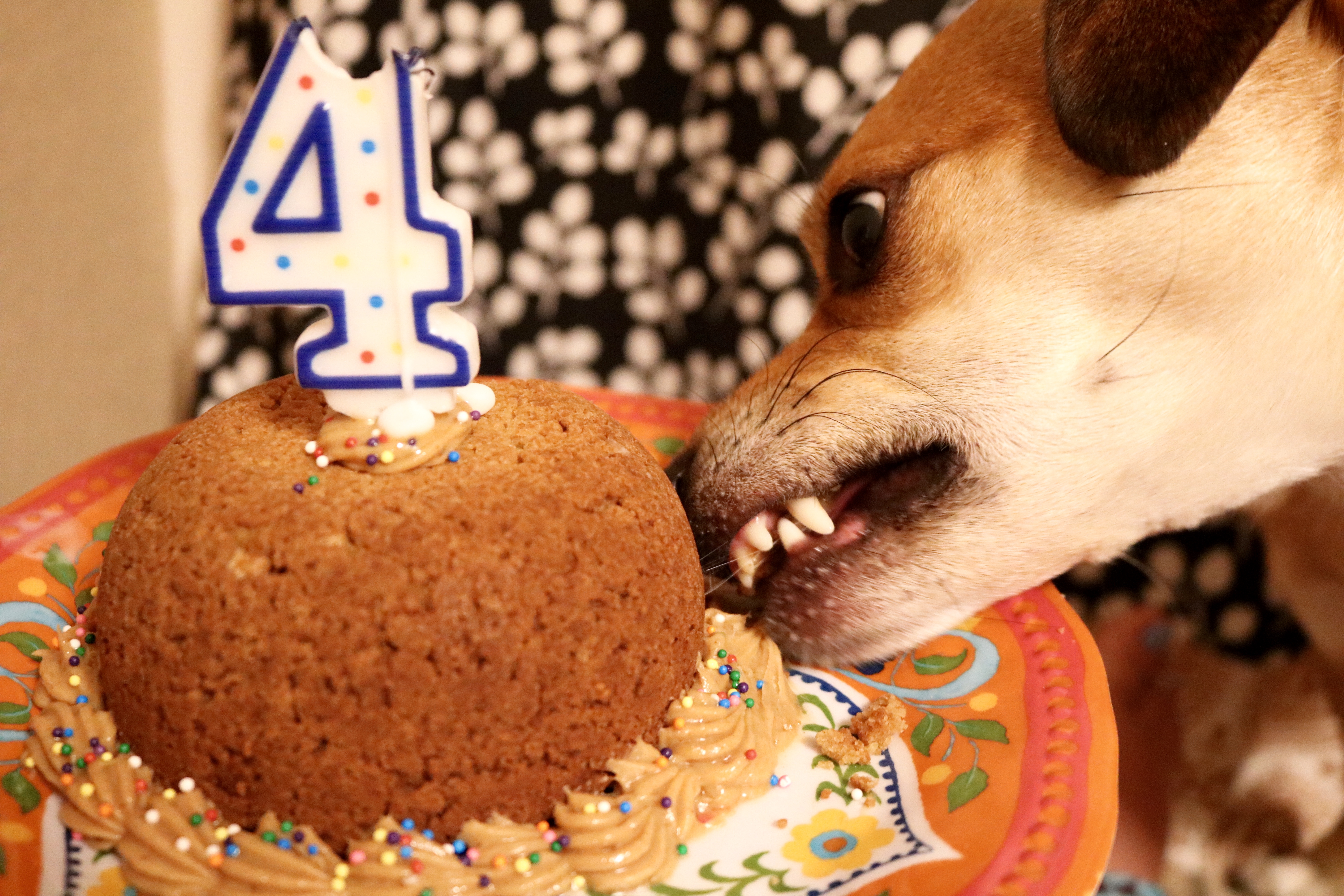 Doggie Birthday Cake 
