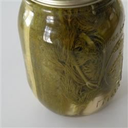 Spicy Refrigerator Dill Pickles 