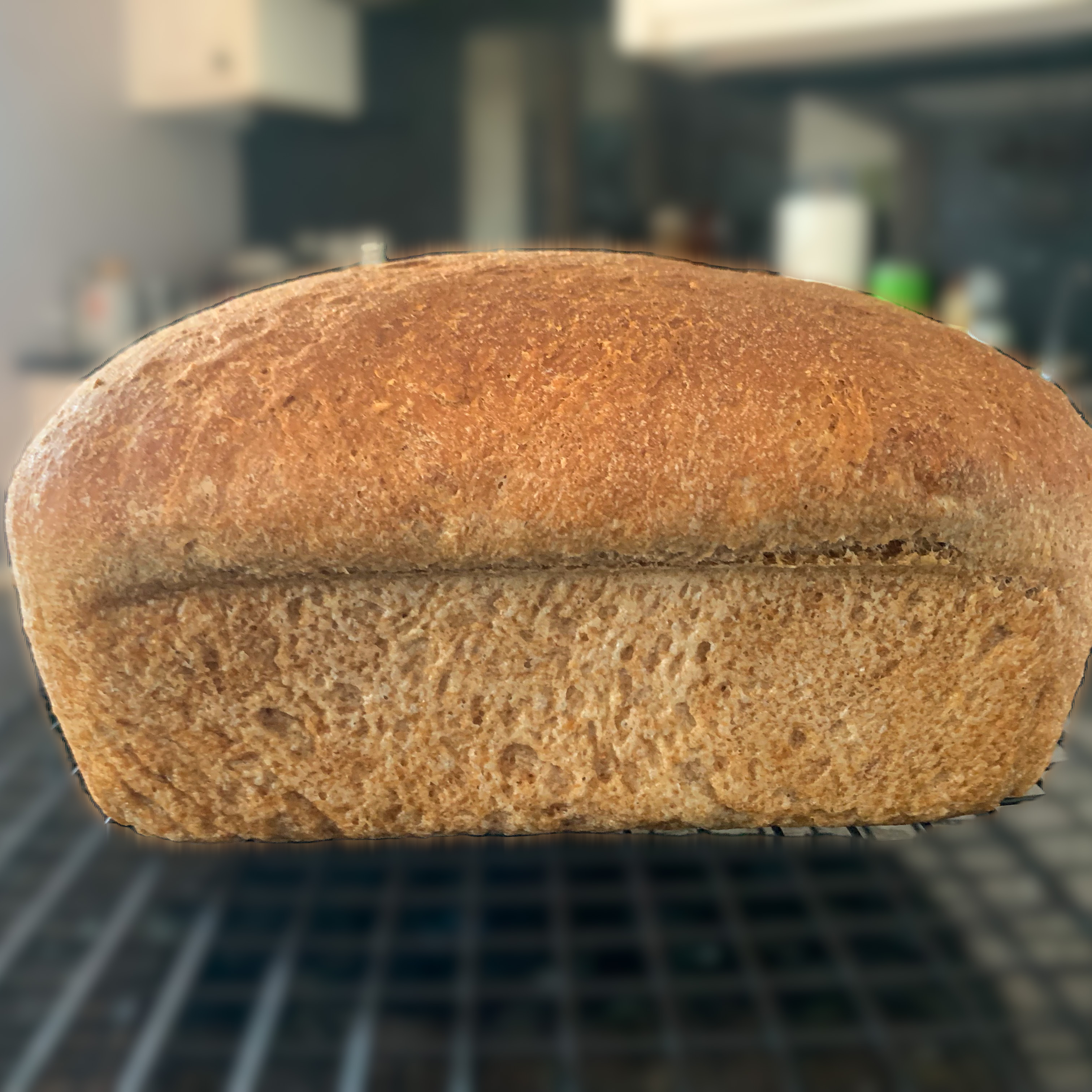 Easy 100% Whole Wheat Bread 