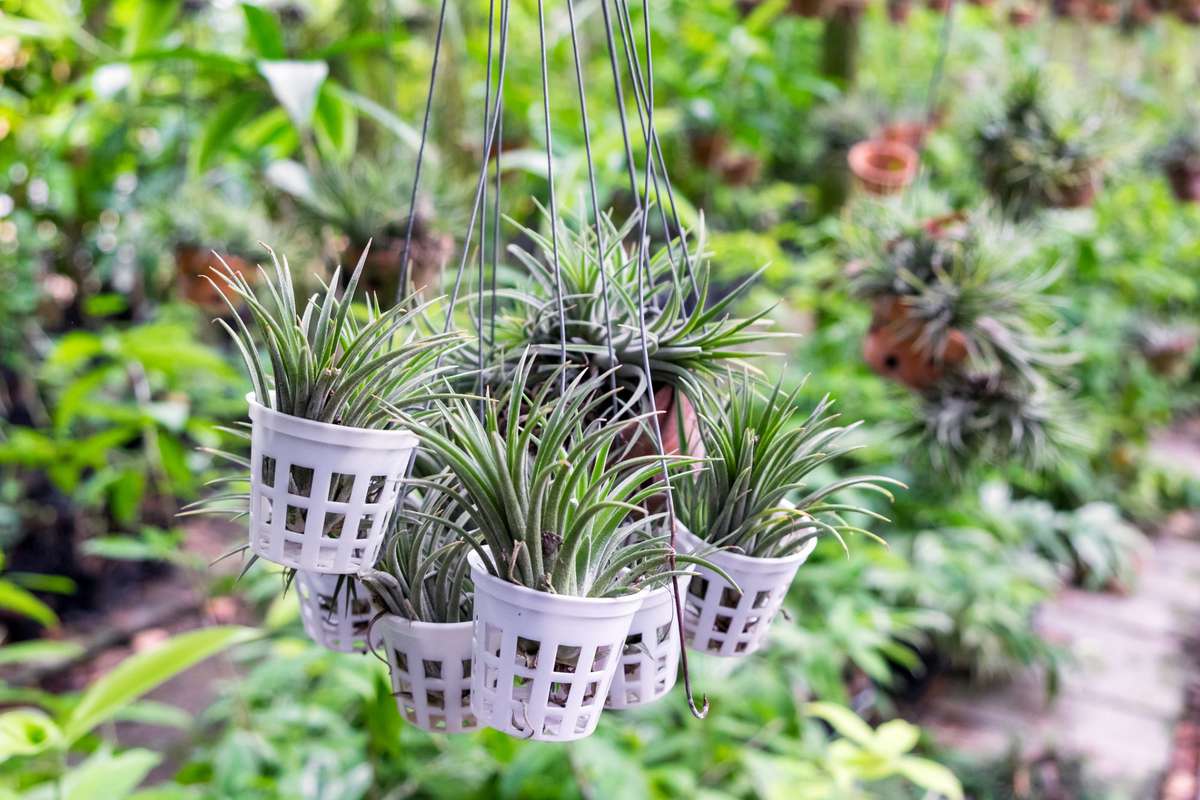 Tillandsia care and display of air plants fifth season gardening