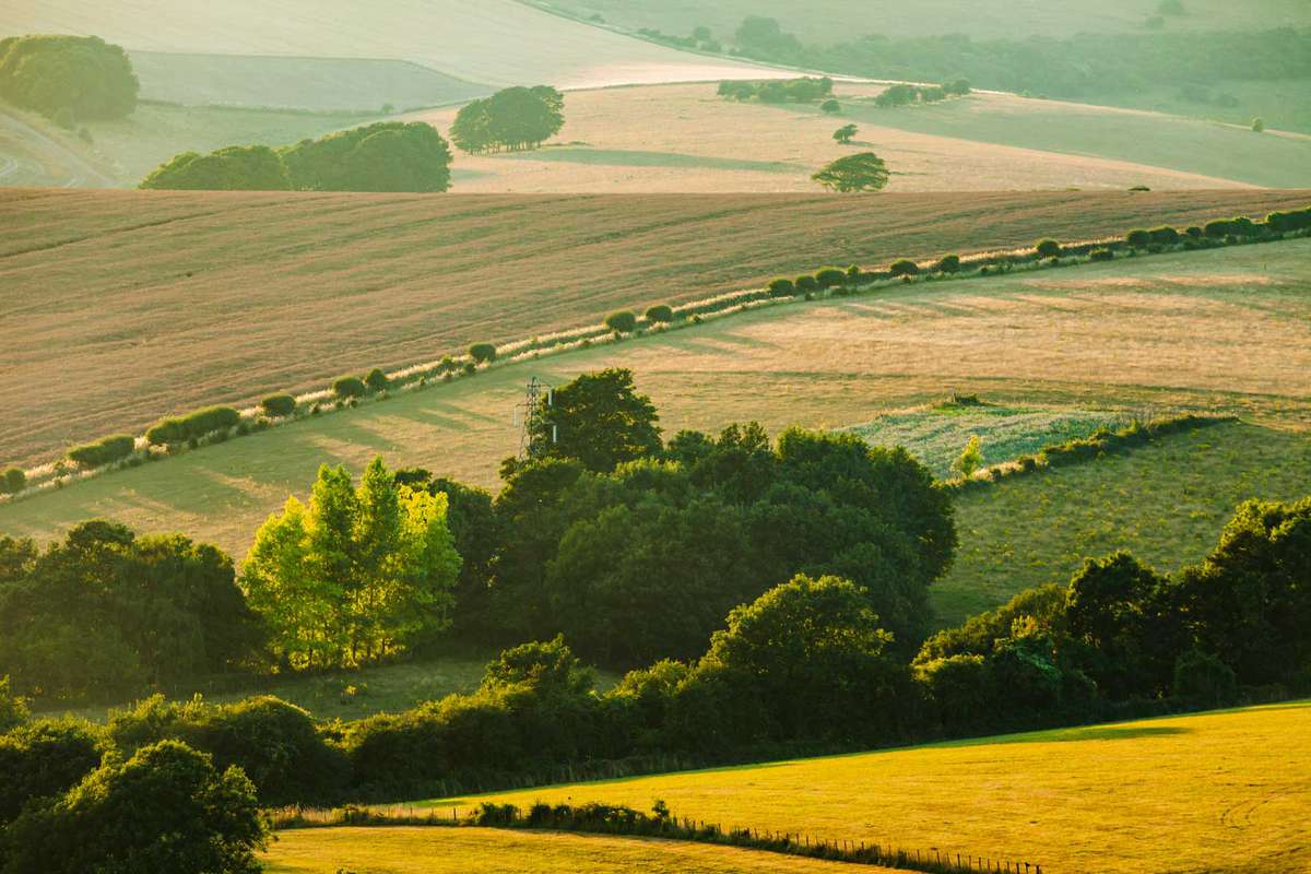 Summer evening in South Downs National Park.