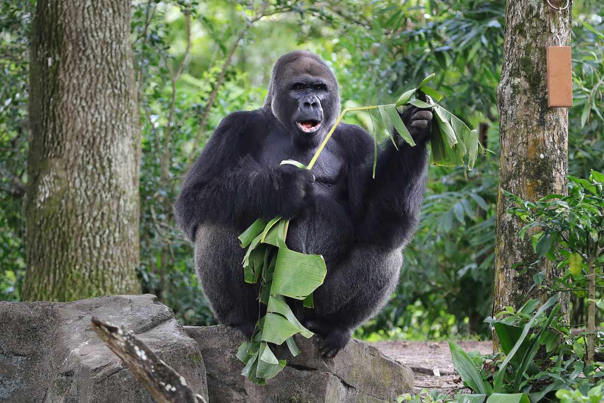 Video of Gorillas in Disney&#39;s Animal Kingdom Surprised by a Snake Goes  Viral | Travel + Leisure