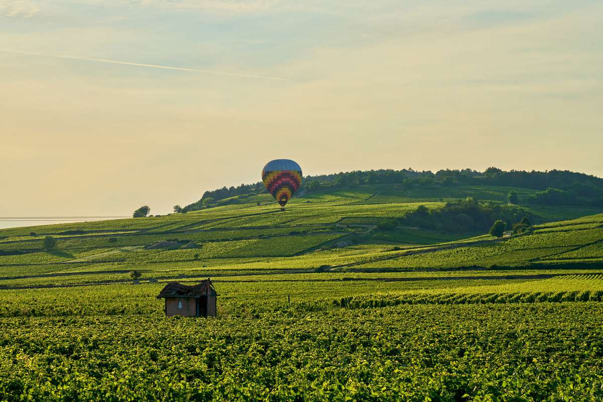 Hot air balloon and grapevines near Beaune in Burgundy