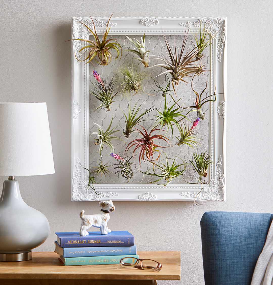 air plants hanging on wires in white antique frame