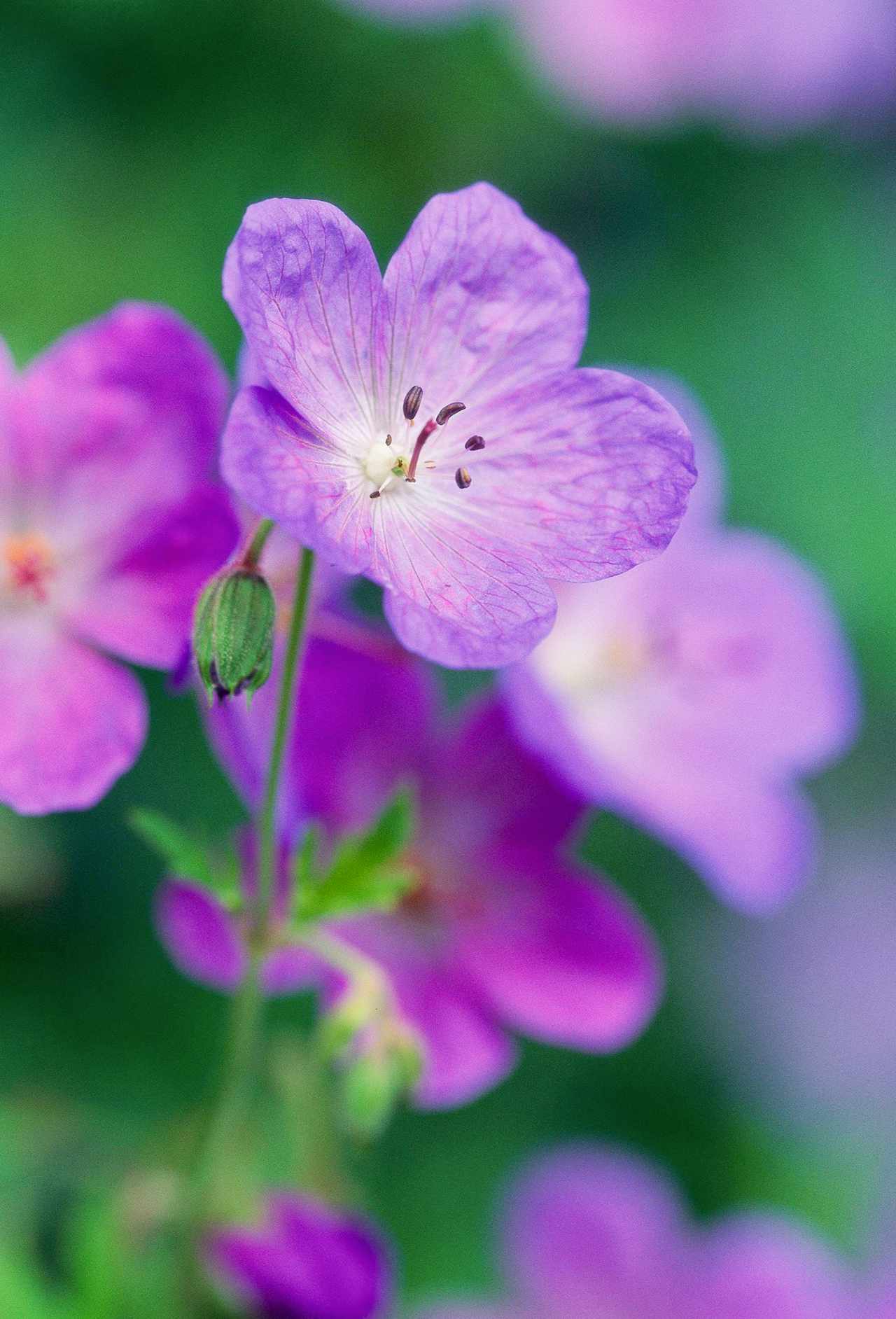 close up view of purple geranium flower