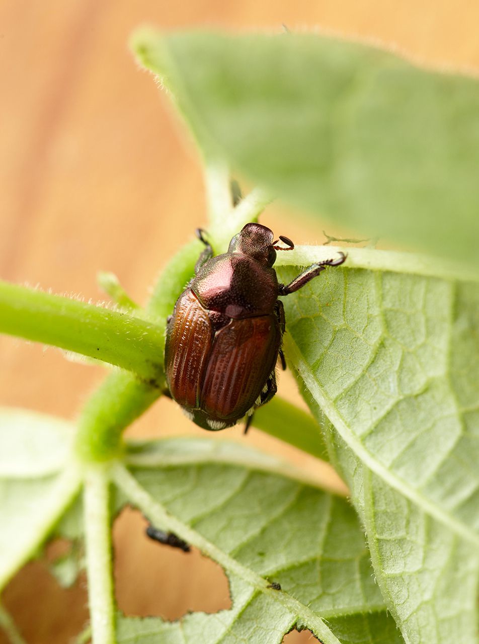 beetle on chewed leaf