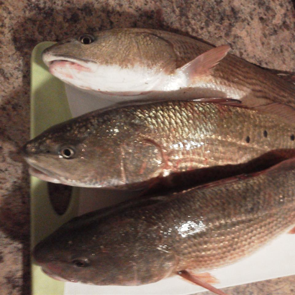 Cajun Blackened Redfish 