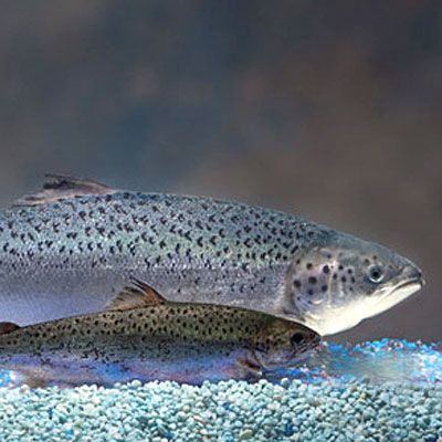 Genetically modified salmon