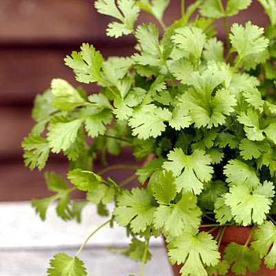 herb-cilantro