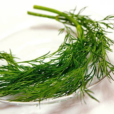 herb-dill