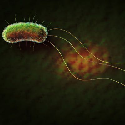 salmonella-bacteria