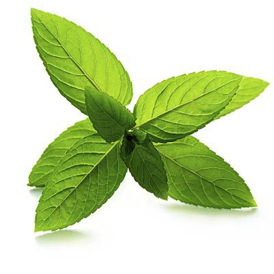 Peppermint to feel more alert