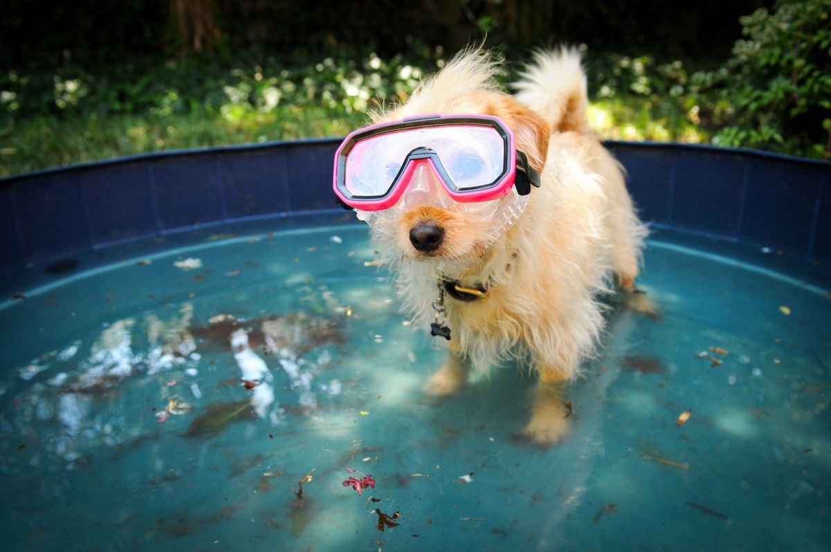 dog-pool-goggles