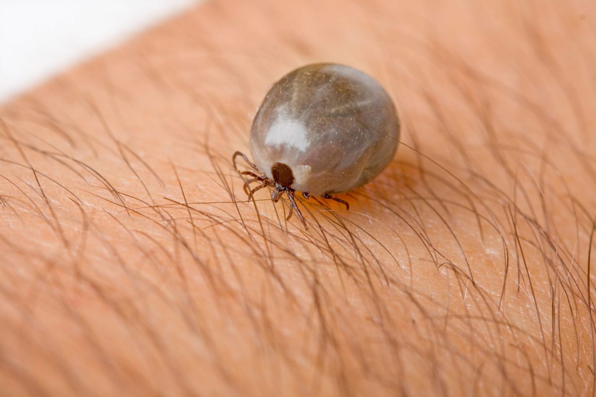 If a tick bites you, it&rsquo;ll probably stick around for a few days