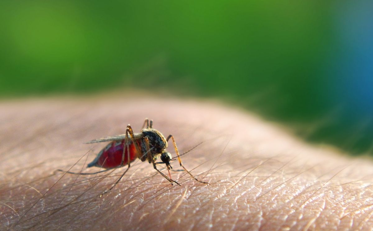 does your diet attract mosquitoes