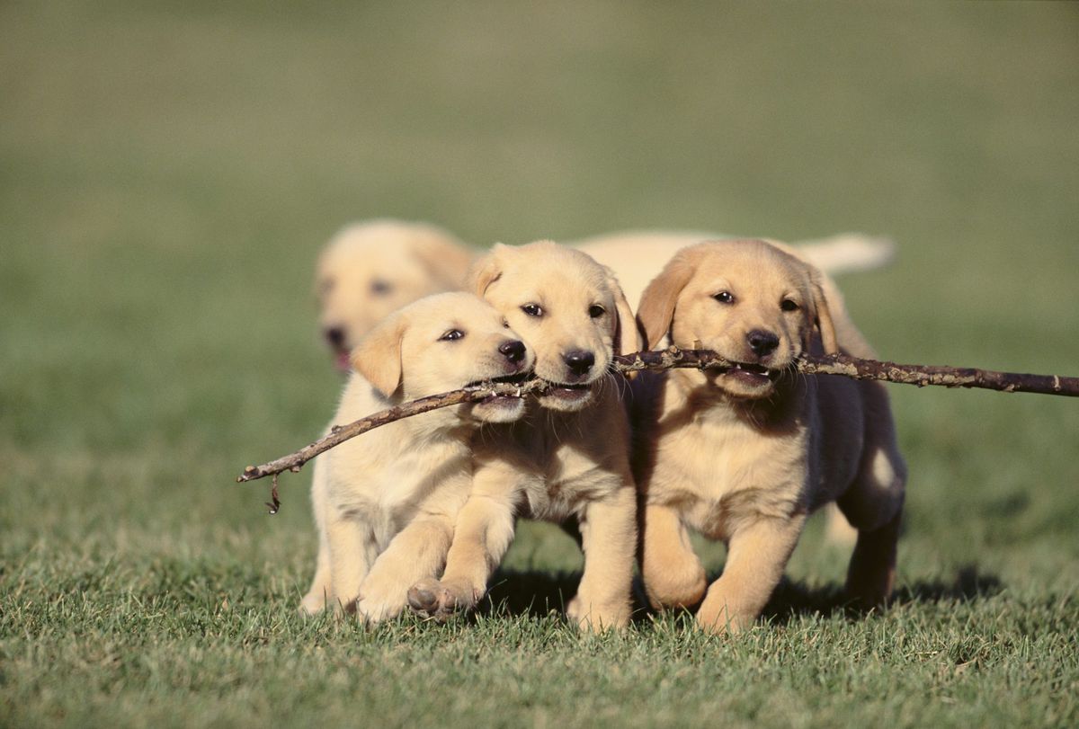 puppies-play-stick-cuteness-overload
