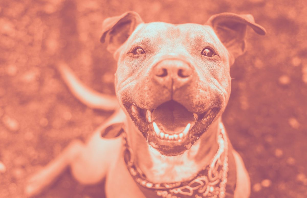 dog-smiling dog teeth health wellbeing pet health-magazine