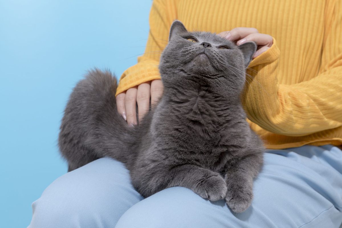 Woman with cat sitting on her lap agasint color background , coronavirus-pets , covid-19 , pet , cat