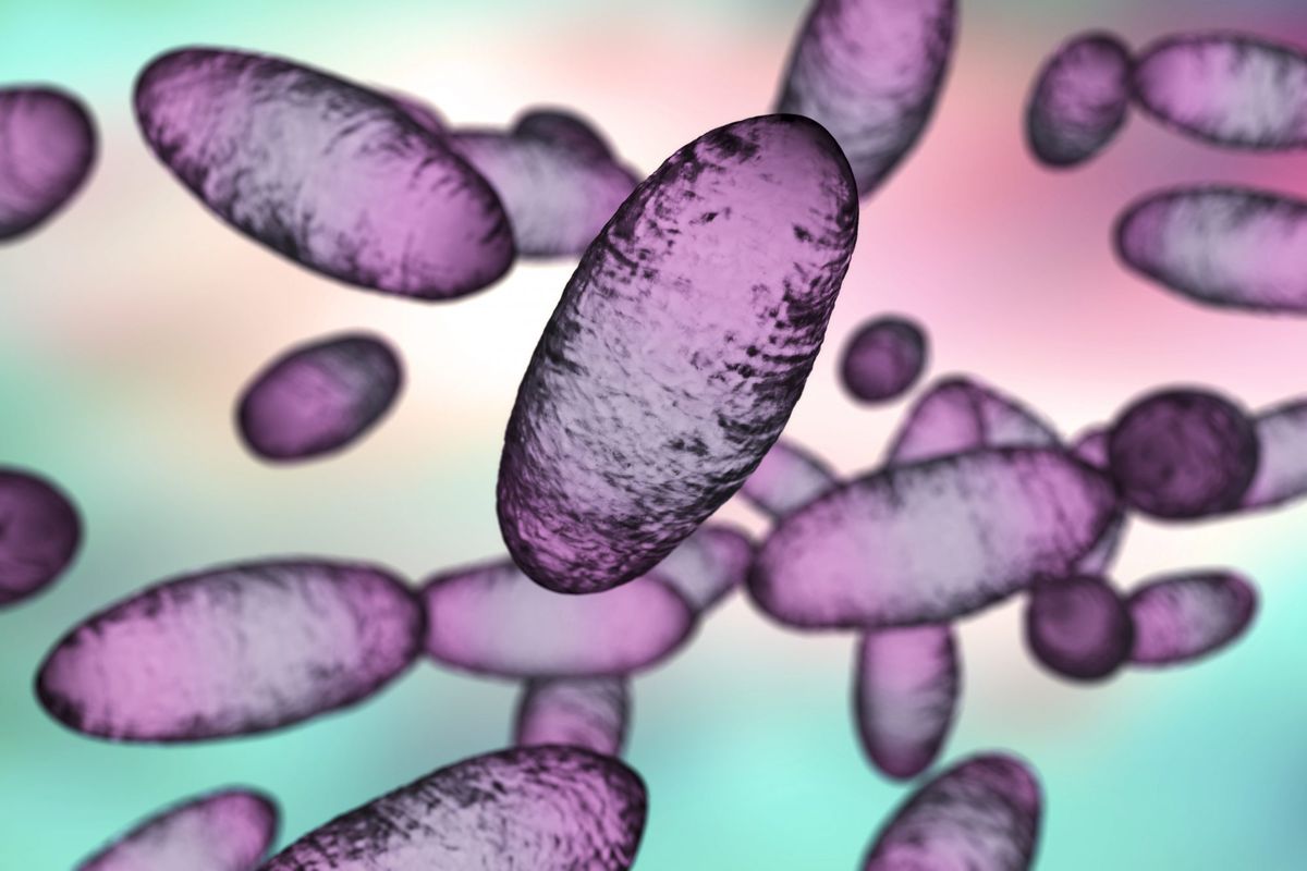Bubonic Plague bacteria
