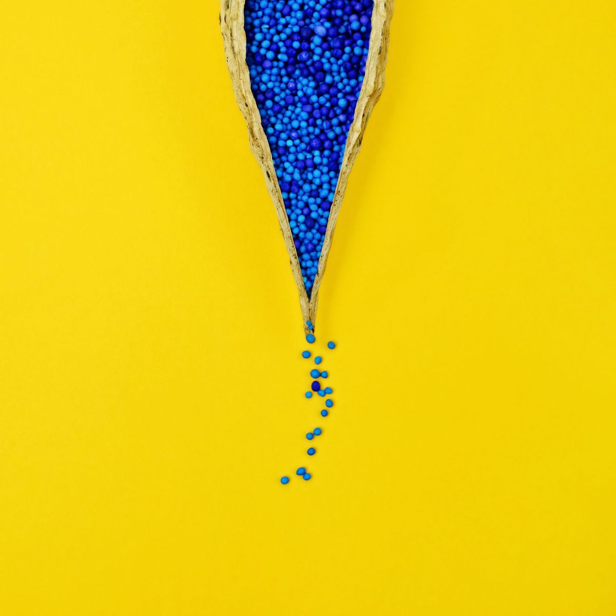 Woman Had Labia Cut Open Multiple Times for Bartholin Cysts , Milk weed pod with tiny blue seeds on yellow background