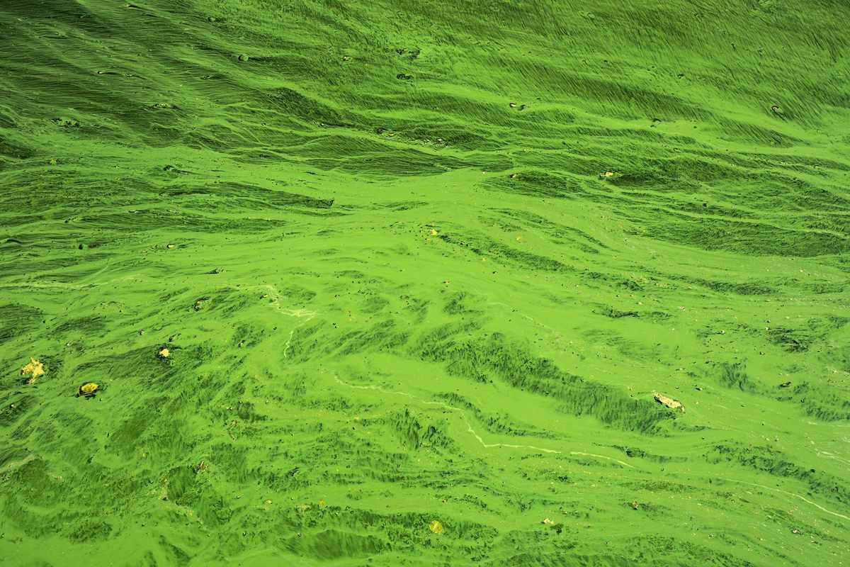 Toxic Algae Blooms Looked at as Possible Cause of Death for Family , Green algae on water surface due to pollution of phosphates , Phosphates feed algae, which grow out of control in water ecosystems and create imbalances, which destroy other life forms and produce harmful toxins