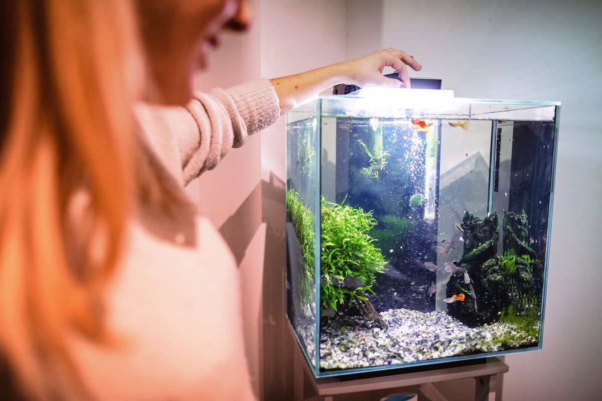 Women Gets Melioidosis From Her Fish Tank