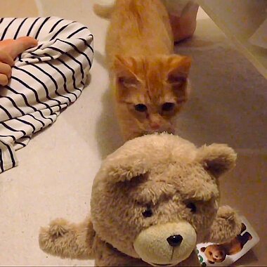 Kitten and bear