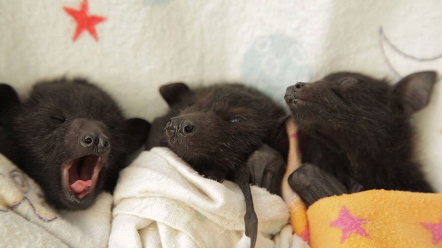 Didn&#39;t know we&#39;d love baby bats so much, but hey | HelloGiggles