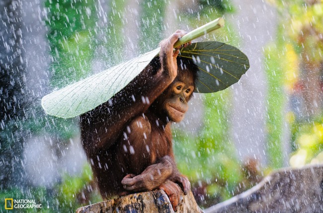 Orangutan in The Rain