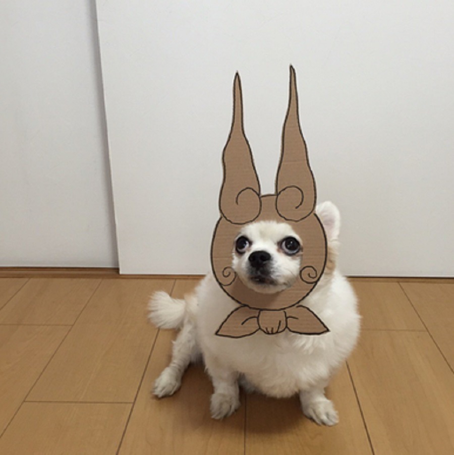dog-cardboard-costumes