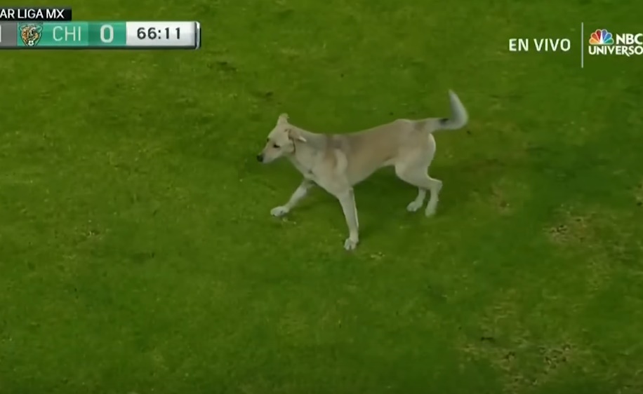 dog-cat-soccer-match