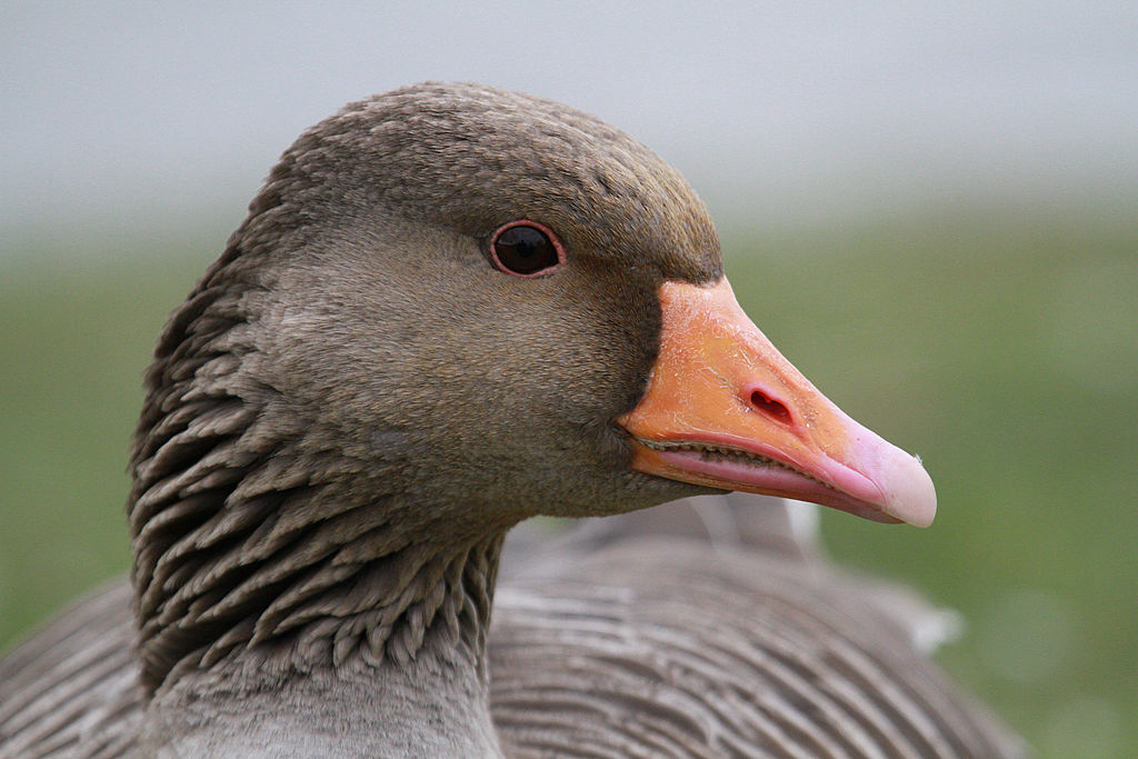 loseup of greylag goose at Slimbridge Wetland Reserve