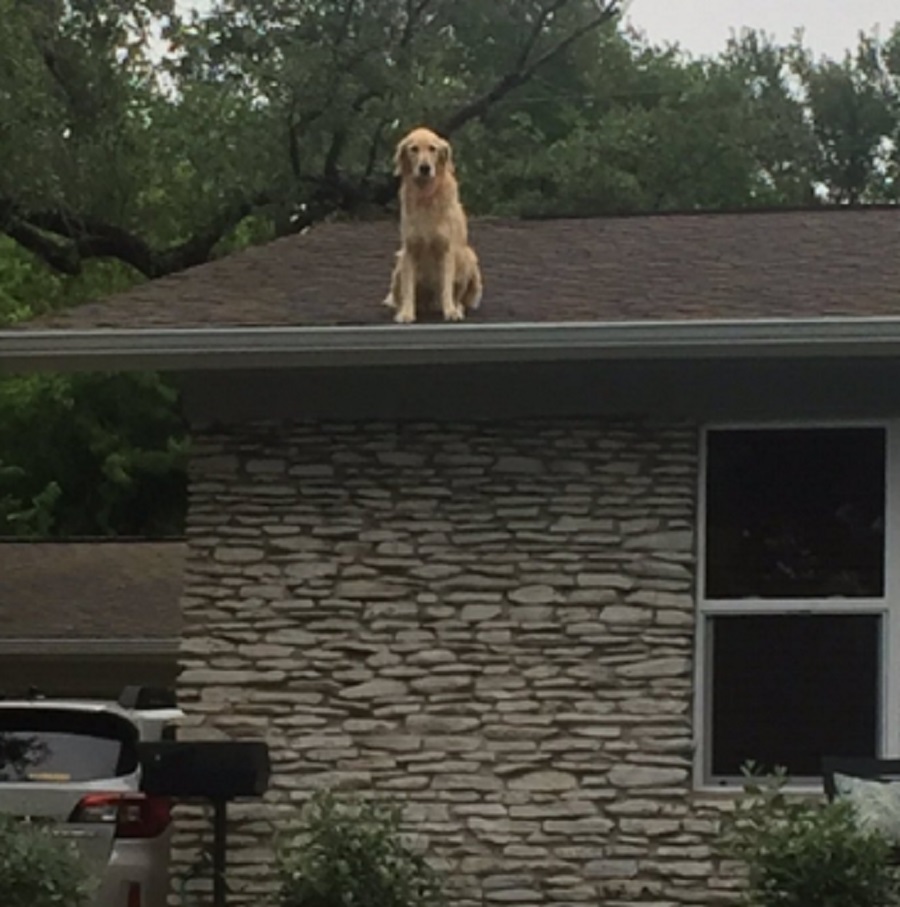 huck-the-roof-dog2