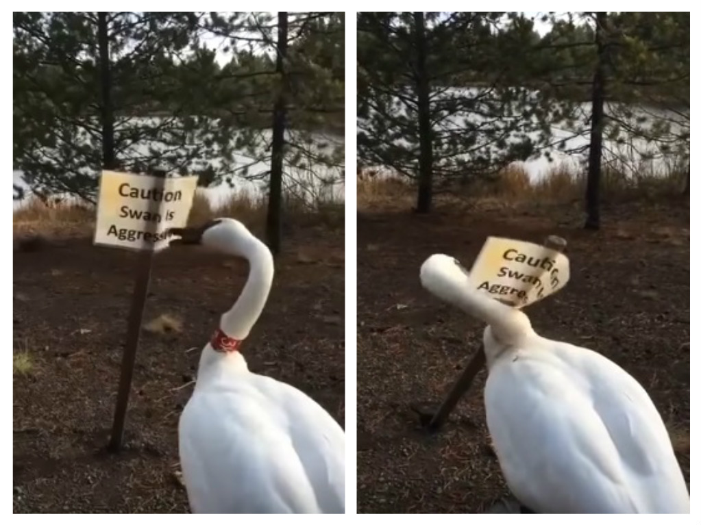 swan attacks caution sign about swans