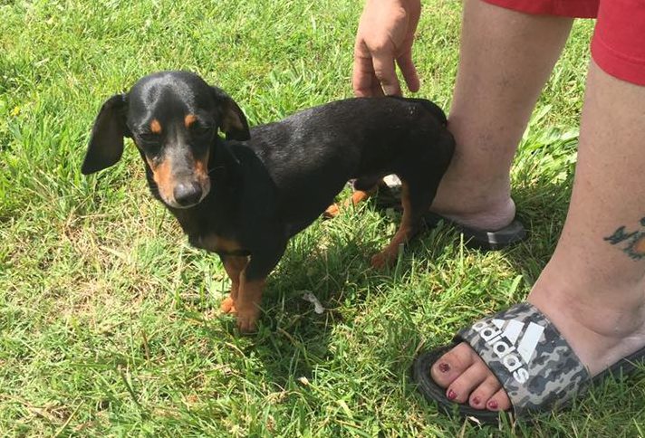 A small dachschund named Rocco stands by a man in sandals