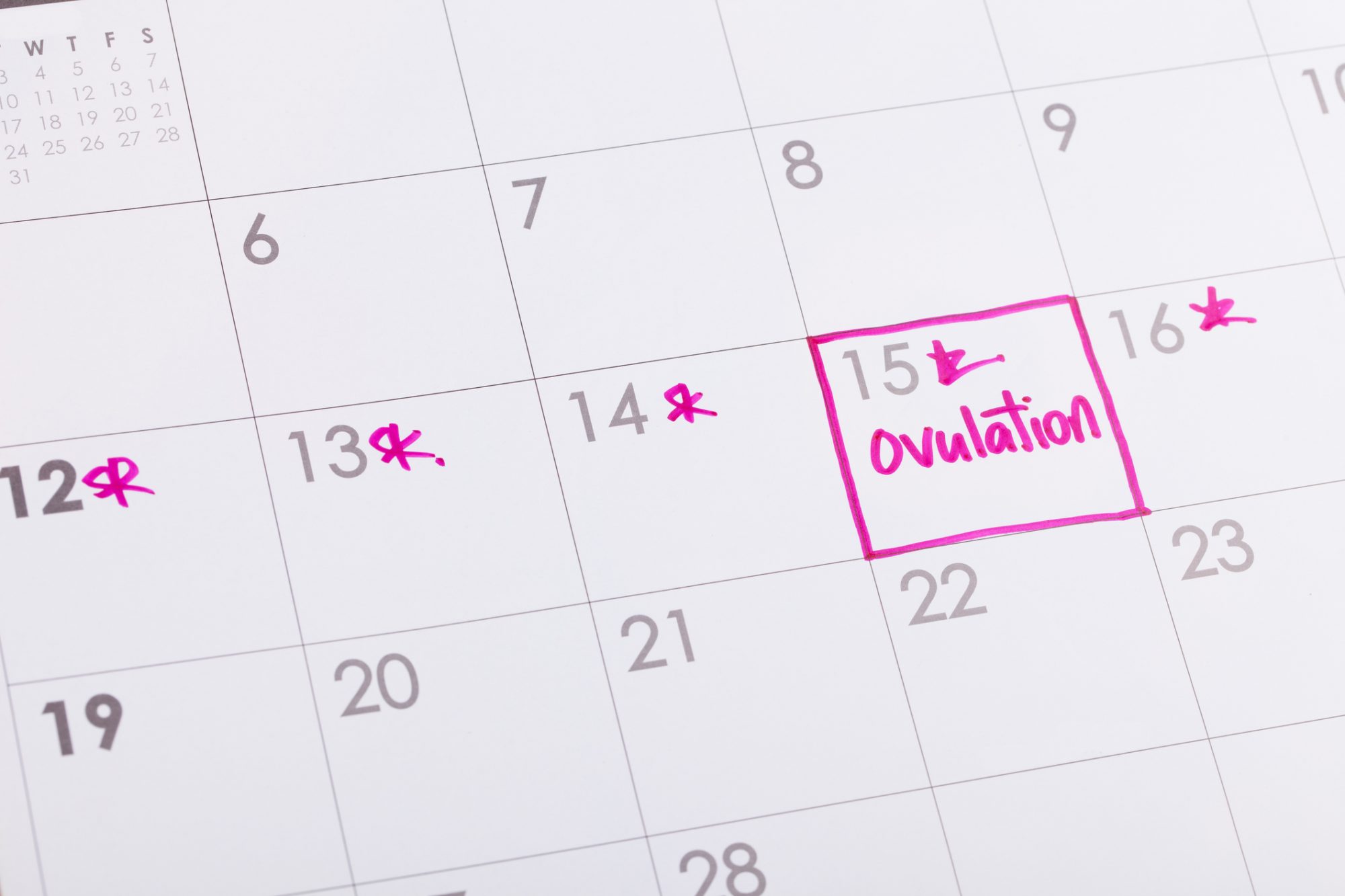 When do you ovulate?