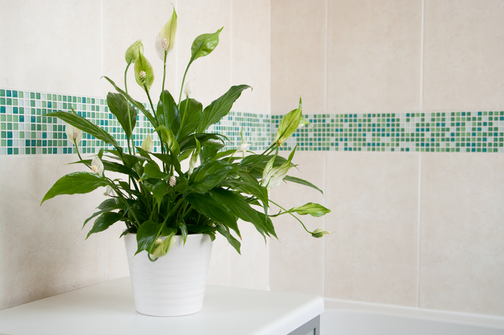 peace lily air cleaning plants