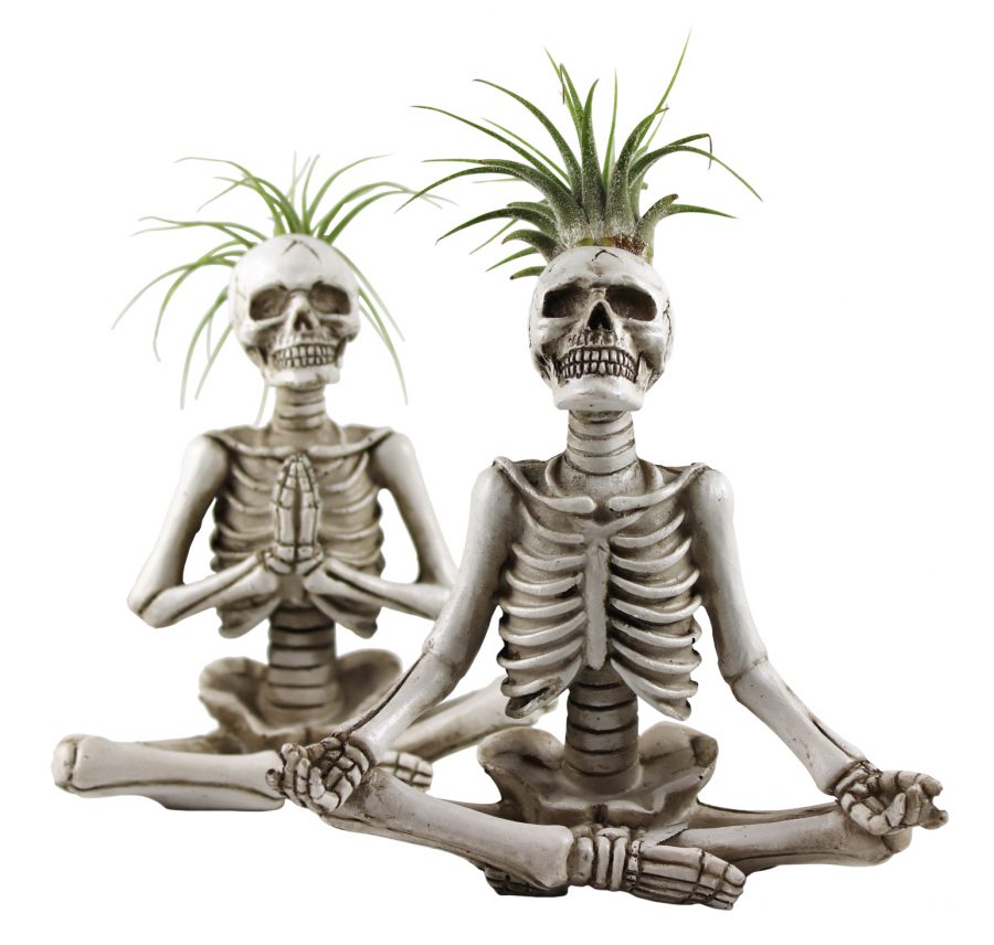 67109 Tillandsia Yoga Skeleton