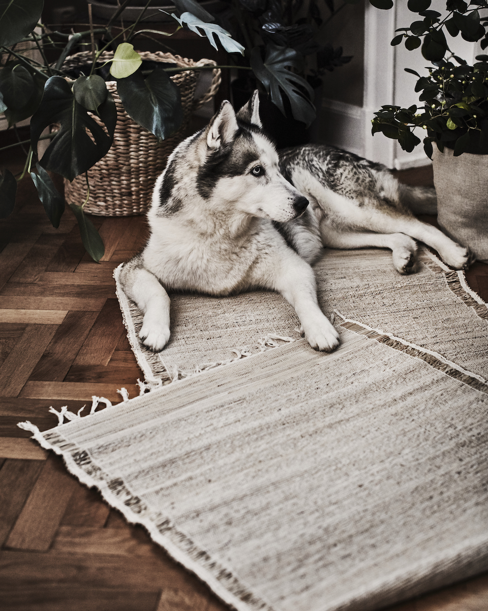 IKEA indoor gardening collection rugs