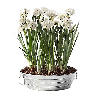 HOLIDAY GIFT GUIDE, CO-WORKERS, Paperwhites in galvanized tray