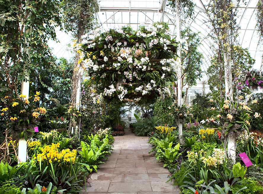 New York Botanical Garden Orchid