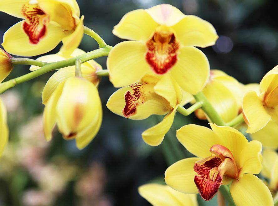 New York Botanical Garden Orchid
